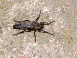 Lasiopogon cinctus - Spring Heath Robberfly