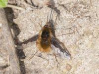 Bombylius major Gamla skjutbanan, Husie mosse, Malmö, Skåne, Sweden 20240415_0126