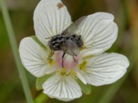 Graphomya maculata Fårarp, Ystad, Skåne, Sweden 20180831_0022