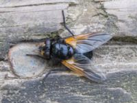 Mesembrina meridiana Hilleshögs dalar, Landskrona, Skåne, Sweden 20170602_0003