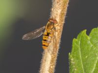 Episyrphus balteatus Lilla dammen, Pildammsparken, Malmö, Skåne, Sweden 20240717_0107