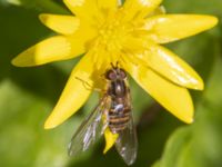 Episyrphus balteatus Södra buskaget, Ribersborg, Malmö, Skåne, Sweden 20230421_0060