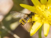 Episyrphus balteatus Södra buskaget, Ribersborg, Malmö, Skåne, Sweden 20230421_0062