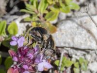 Eristalinus aeneus Ö hamnen, Klagshamns udde, Malmö, Skåne, Sweden 20230708_0190