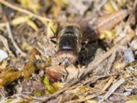 Eristalinus aeneus Ön, Malmö, Skåne, Sweden 20230703_0024