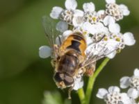 Eristalis arbustorum Karlarp 1-124, Tjörnarp, Höör, Skåne, Sweden 20230916_0194