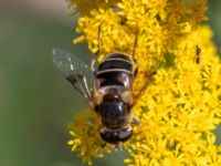 Eristalis interrupta Lilla Vittsjö, Vittsjö, Hässleholm, Skåne, Sweden 20230916_0200