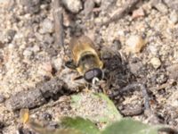 Eristalis interrupta St pauli södra kyrkogård, Malmö, Skåne, Sweden 20230721_0067