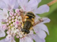 Eristalis lineata Södra Sandby, Lund, Skåne, Sweden 20150902_0039