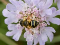 Eristalis lineata Södra Sandby, Lund, Skåne, Sweden 20150902_0041