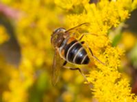 Eristalis pertinax Vesums mosse, Staffanstorp, Skåne, Sweden 20220912_0009