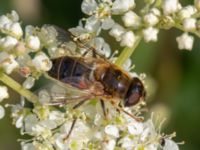 Eristalis pertinax Vesums mosse, Staffanstorp, Skåne, Sweden 20220912_0017