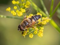 Ersitalis pertinax Lilla kalkbrottet, Klagshamns udde, Malmö, Skåne, Sweden 20240723_0389