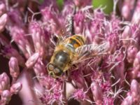 Eristalis tenax Karlarp 1-124, Tjörnarp, Höör, Skåne, Sweden 20230916_0174