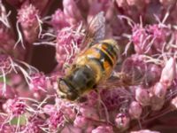 Eristalis tenax Karlarp 1-124, Tjörnarp, Höör, Skåne, Sweden 20230916_0182