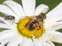 Eristalis tenax Karlarp 1-124, Tjörnarp, Höör, Skåne, Sweden 20230916_0186