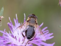 Eristalis tenax Lilla kalkbrottet, Klagshamns udde, Malmö, Skåne, Sweden 20230814_0144