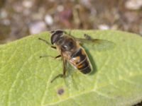 Eristalis tenax Lokstallarna, Malmö, Skåne, Sweden 20240724_0174