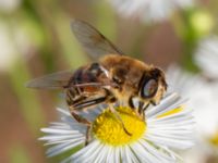 Eristalis tenax Rivningstomt Kämnärsvägen, Lund, Skåne, Sweden 20230921_0011