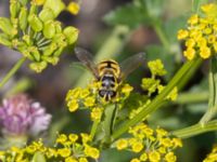 Myathropa florea Utfyllnaden Oljesjön, Norra hamnen, Malmö, Skåne, Sweden 20230730_0051