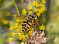 Myathropa florea Utfyllnaden Oljesjön, Norra hamnen, Malmö, Skåne, Sweden 20230730_0078