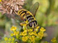 Myathropa florea Utfyllnaden Oljesjön, Norra hamnen, Malmö, Skåne, Sweden 20230730_0080