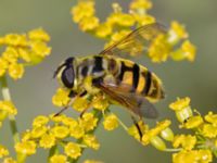 Myathropa florea Utfyllnaden Oljesjön, Norra hamnen, Malmö, Skåne, Sweden 20230730_0082