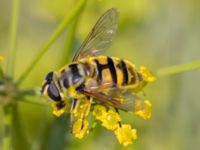 Myathropa florea Utfyllnaden Oljesjön, Norra hamnen, Malmö, Skåne, Sweden 20230730_0088