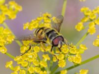 Myathropa florea Utfyllnaden Oljesjön, Norra hamnen, Malmö, Skåne, Sweden 20230730_0094