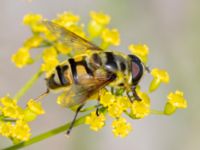 Myathropa florea Utfyllnaden Oljesjön, Norra hamnen, Malmö, Skåne, Sweden 20230730_0095