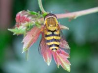 Syrphus ribesii Banvallen Blå kiosken, Ribersborg, Malmö, Skåne, Sweden 20230715_0177