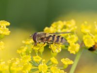 Syrphus torvus NV grandungen, Toarp, Malmö, Skåne, Sweden 20230726_0125