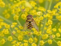 Syrphus torvus NV grandungen, Toarp, Malmö, Skåne, Sweden 20230726_0129