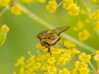 Syrphus torvus NV grandungen, Toarp, Malmö, Skåne, Sweden 20230726_0132