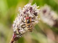 Syrphus torvus Potatisåkern, Ribersborg, Malmö, Skåne, Sweden 20230421_0033