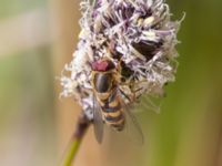 Syrphus torvus Potatisåkern, Ribersborg, Malmö, Skåne, Sweden 20230421_0074