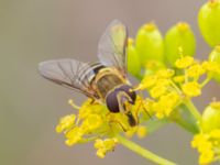 Syrphus torvus Vanningen, Vellinge, Skåne, Sweden 20230817_0036