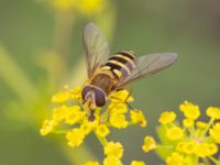 Syrphus torvus Vanningen, Vellinge, Skåne, Sweden 20230817_0049