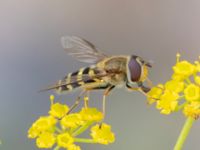 Syrphus torvus Vanningen, Vellinge, Skåne, Sweden 20230817_0050