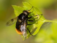 Volucella bombylans Fuktängen, Klagshamns udde, Malmö, Skåne, Sweden 20220529_0017