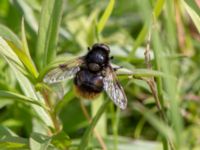 Volucella bombylans Lilla kalkbrottet, Klagshamns udde, Malmö, Skåne, Sweden 20150628_0022