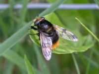 Volucella bombylans Norra stigen, Toarp, Malmö, Skåne, Sweden 20240525_138