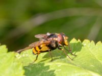 Volucella inanis Ulricedal, Malmö, Skåne, Sweden 20230801_0082