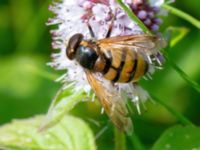 Volucella inanis male Djungelparken, Bunkeflostrand, Malmö, Skåne, Sweden 20210812_0023