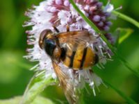 Volucella inanis male Djungelparken, Bunkeflostrand, Malmö, Skåne, Sweden 20210812_0024