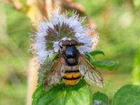 Volucella inanis male Djungelparken, Bunkeflostrand, Malmö, Skåne, Sweden 20210812_0037