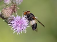 Volucella pellucens Sandheden, Klagshamns udde, Malmö, Skåne, Sweden 20230708_0001