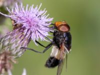 Volucella pellucens Sandheden, Klagshamns udde, Malmö, Skåne, Sweden 20230708_0006