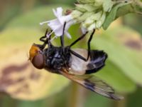 Volucella pellucens Ulricedal, Malmö, Skåne, Sweden 20210727_0182