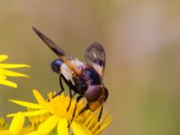 Volucella pelluscens Vombs vattenverk, Lund, Skåne, Sweden 20120713B 266